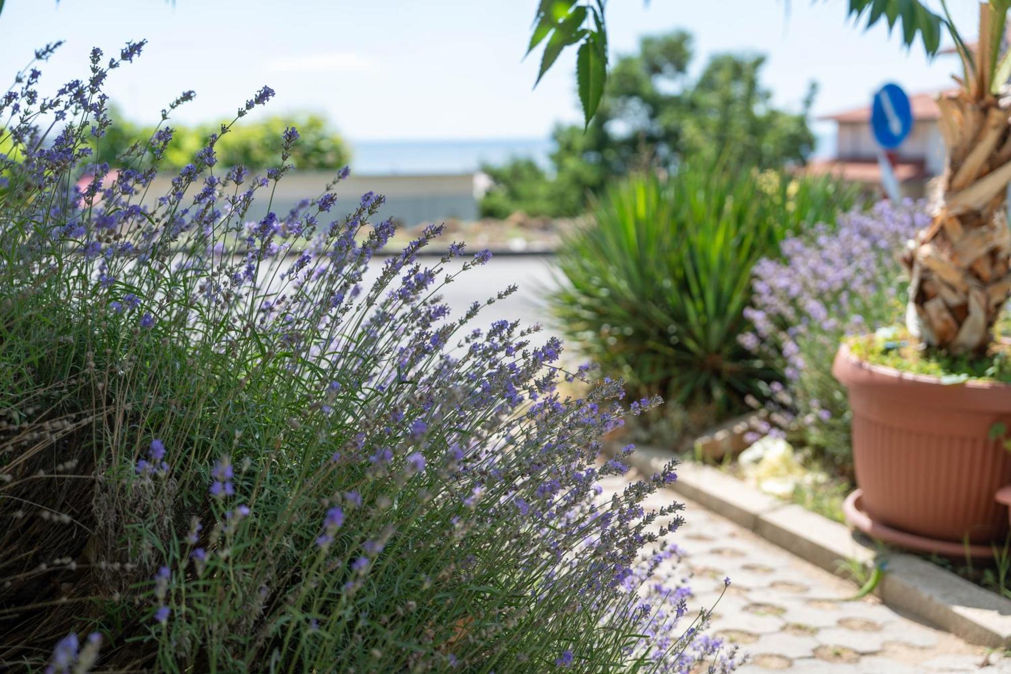 Hotel Sea Vista Sveti Vlas Εξωτερικό φωτογραφία